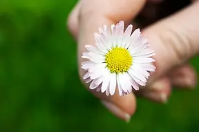 cremation laws in michigan
